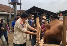 Lamteng jadi Pilot Project dalam Pengembangan Sapi jenis Belgian Blue melalui Program Sikomandan