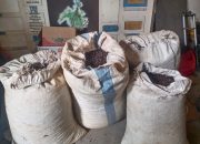 Curat di Way Kanan, Polsek Banjit Ringkus Tiga ABH Curi Biji Kopi